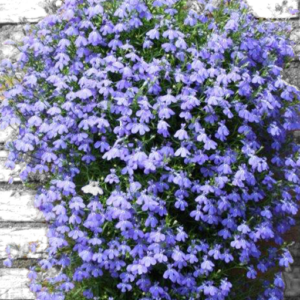 Lobelia