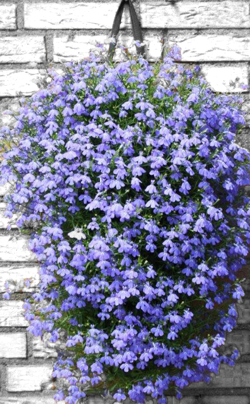 Lobelia